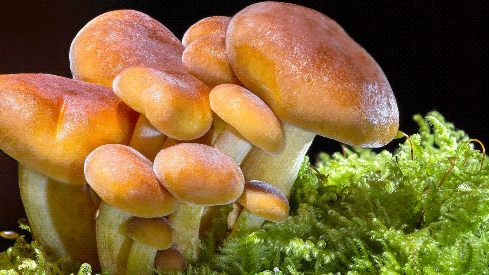 Stora och små svampar