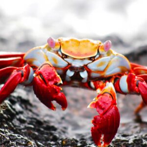 Krabba på strand