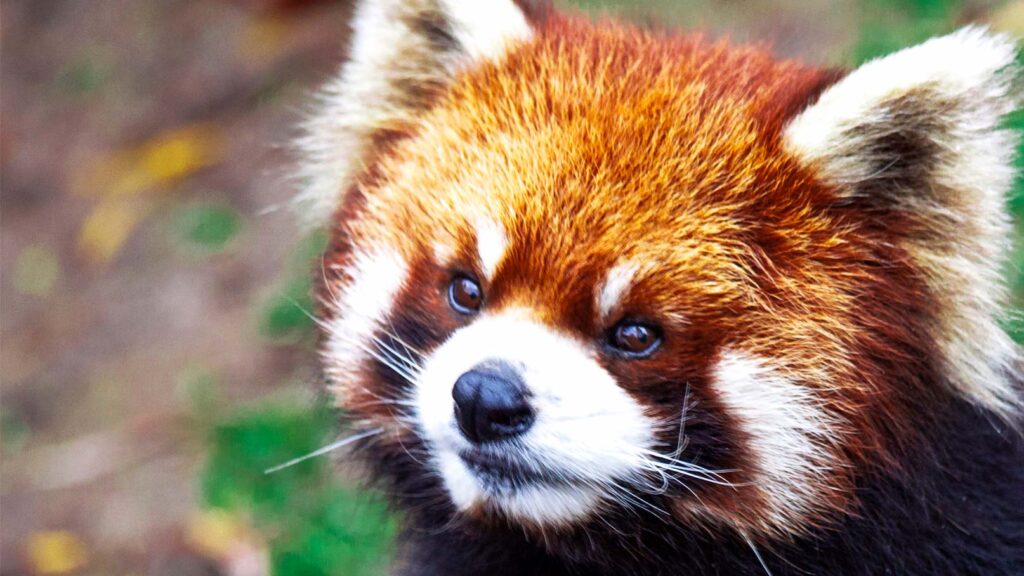 Söt röd panda (engelska Firefox)