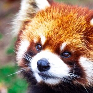 Söt röd panda (engelska Firefox)