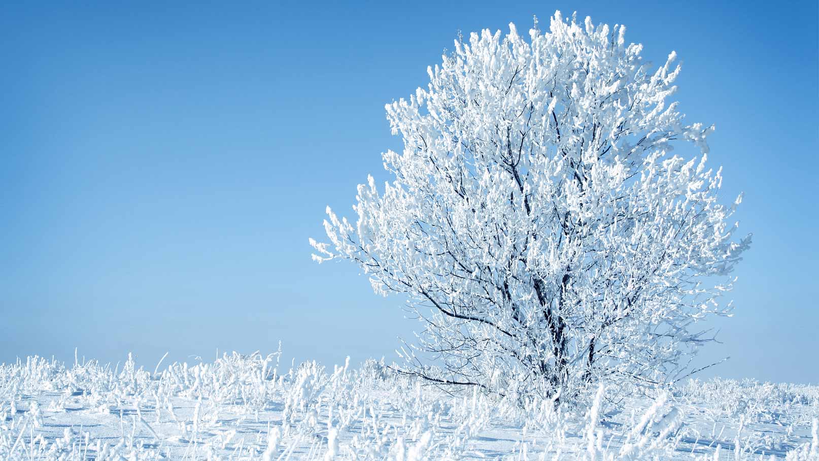 Träd i vinterskrud