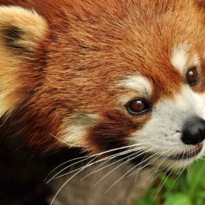 Röd panda ("Firefox") i skogsmiljö.