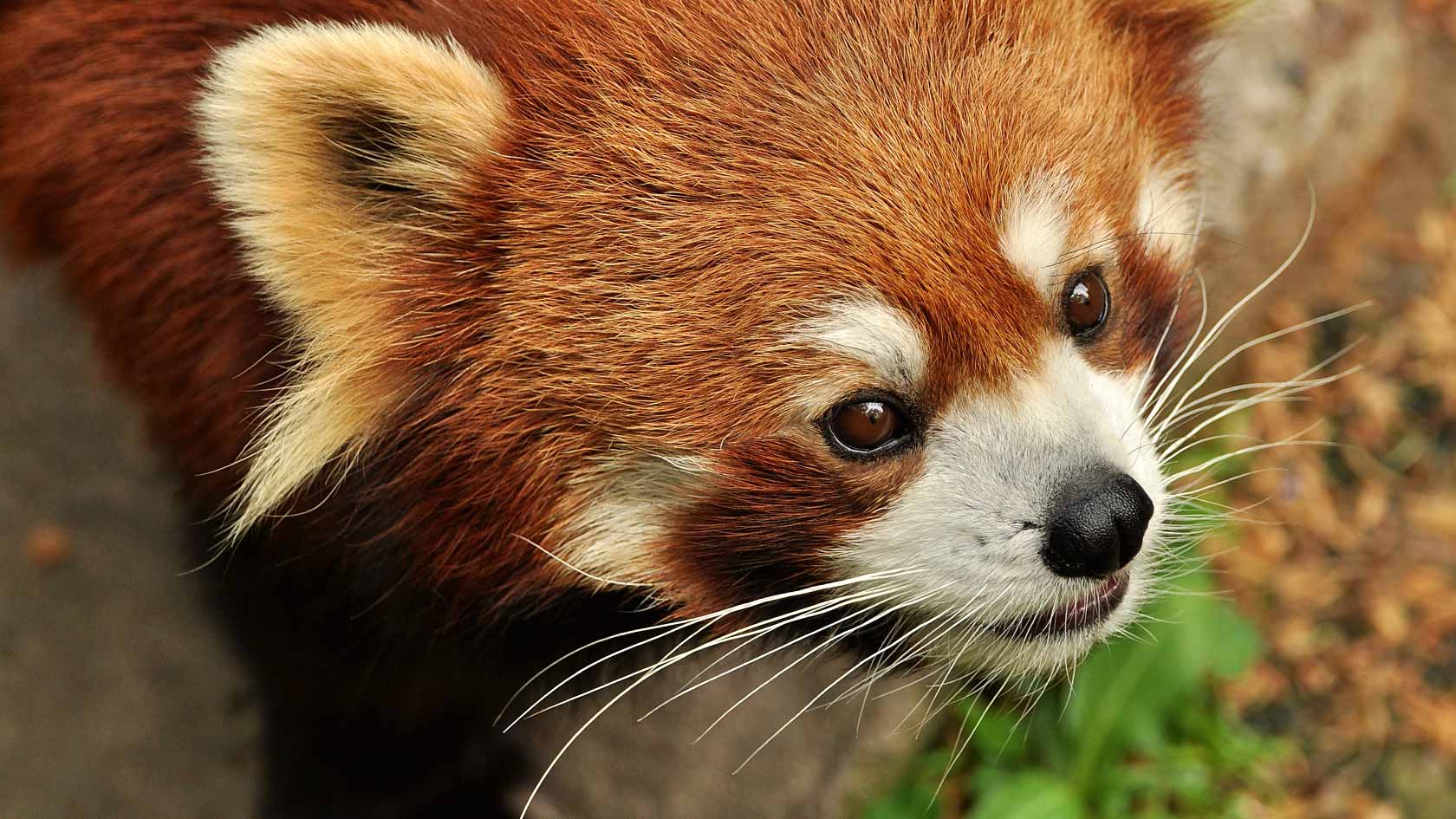 Röd panda ("Firefox") i skogsmiljö.
