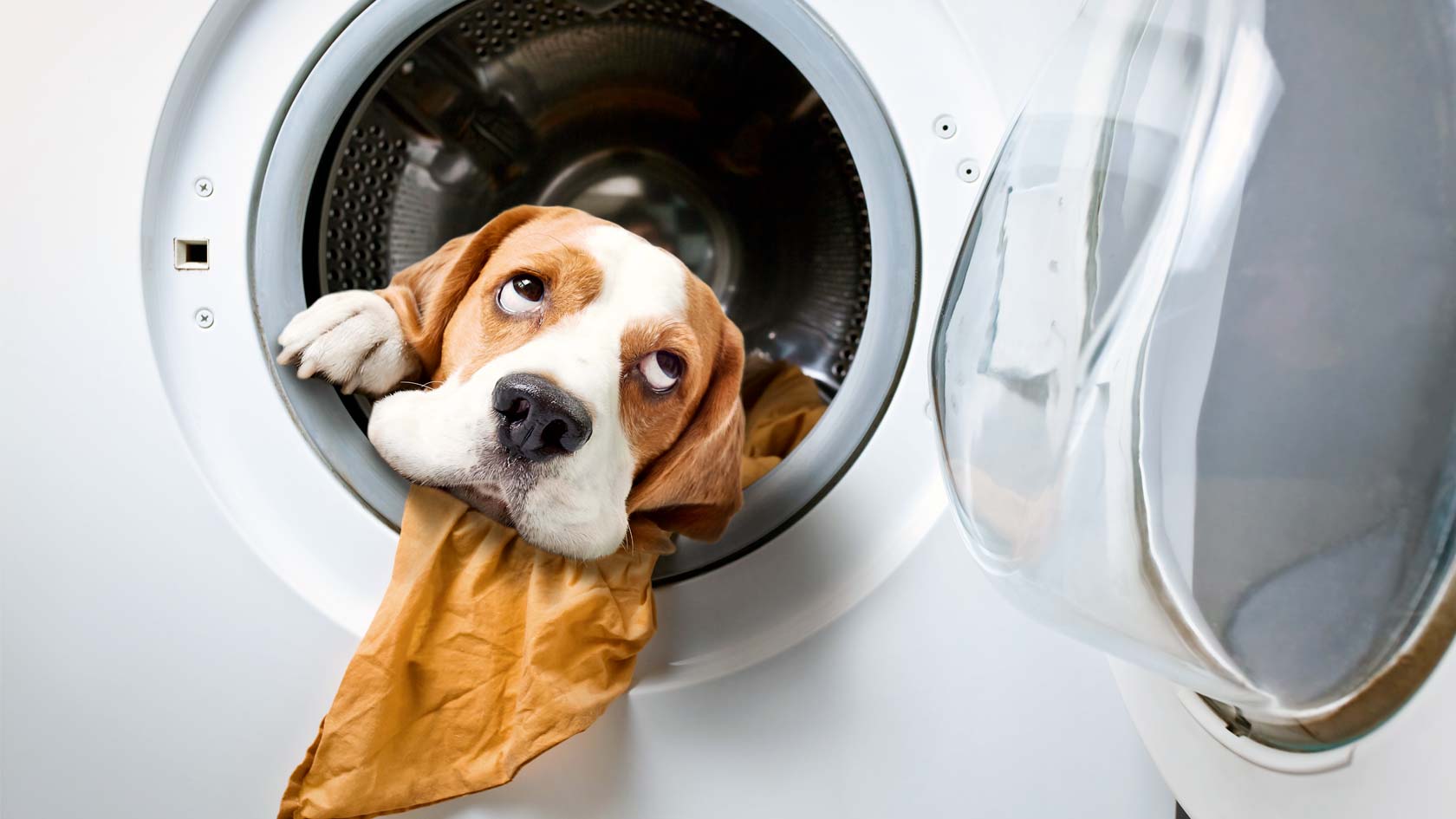 En hund med ursäktande uppsyn ligger i en tvättmaskin.