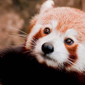 En röd panda (på engelska ”firefox”) ser orolig ut.