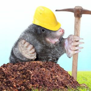 En glad mullvad tittar upp ur ett hål i gräsmattan. Mullvaden har en bygghjälm på huvudet.
