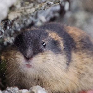Fjällämmel (”lemming”) tittar fram under sten.
